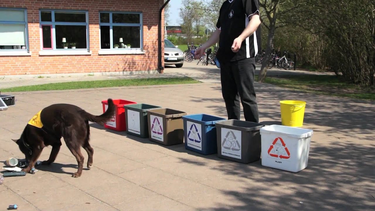 Canines can! Can't you?.mov