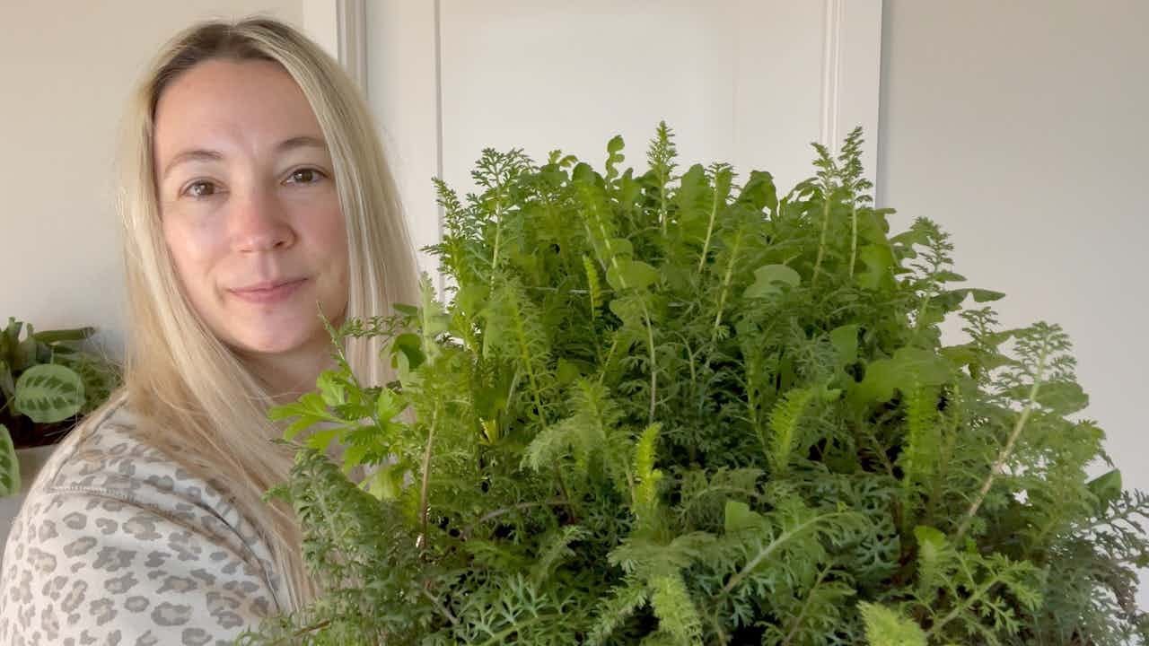 🌸💐 Seedling Tour!  Seedlings for the New Micro Flower Farm