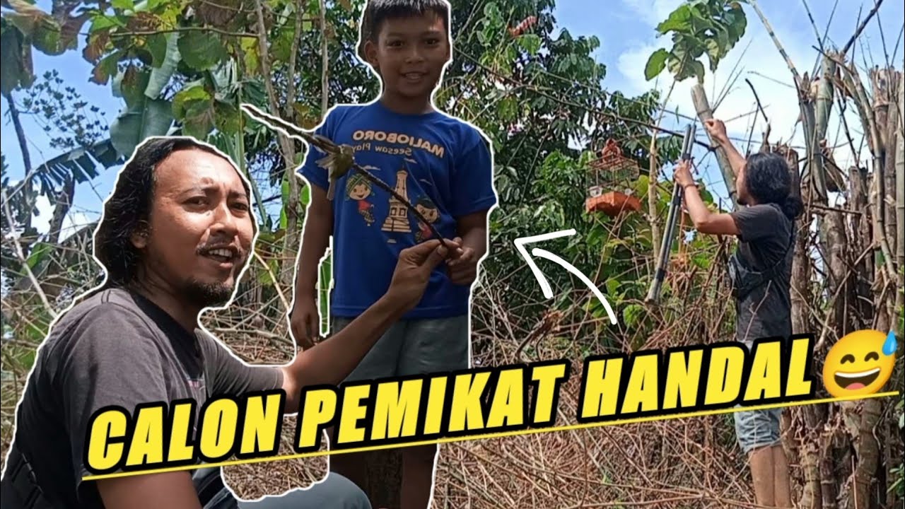 Bocil belajar mikat burung‼️Ladusing mau di beli😅