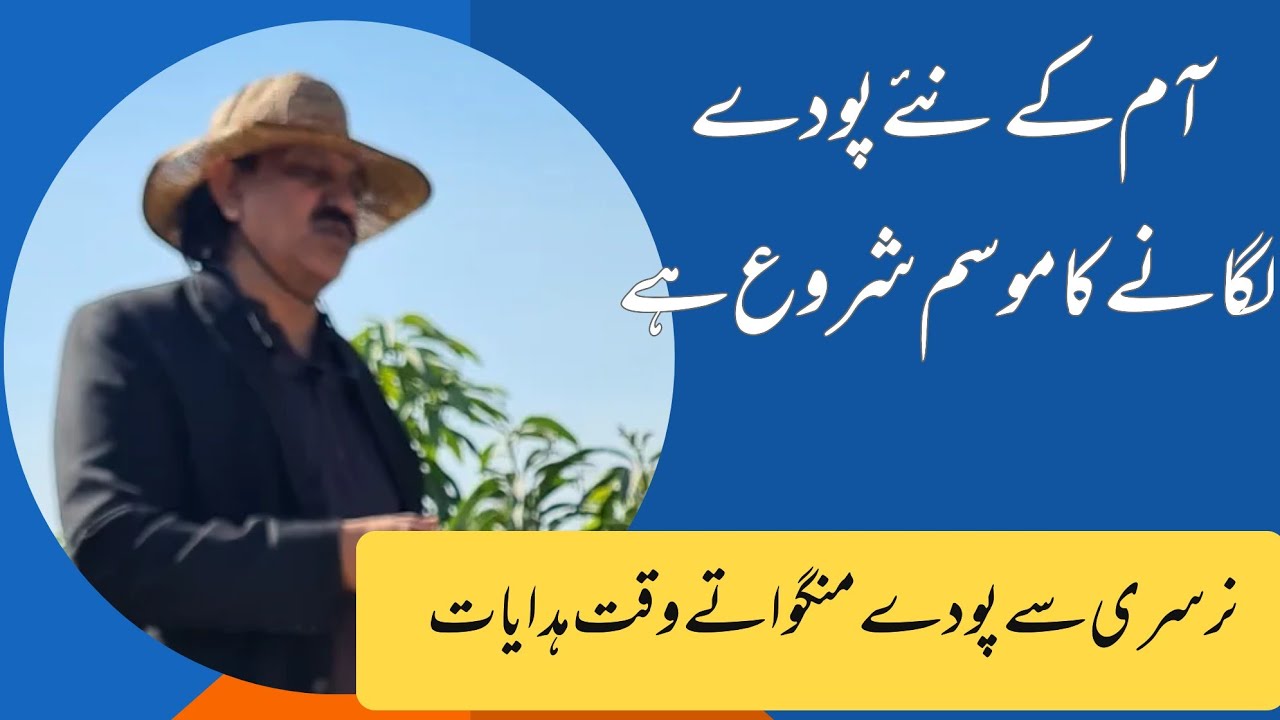Mango Planting Season Has Started | How & When to Plant Trees | Asif Hayat Tipu