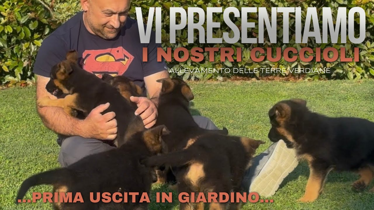 Allevamento Pastori Tedeschi: Cuccioli in Crescita, Socializzazione, Salute e Bellezza 🐶✨