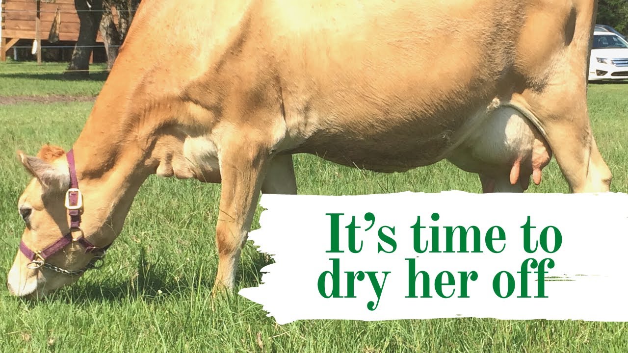 How to Dry off your Family Milk Cow ~ My method of drying Lily up while preventing mastitis ~