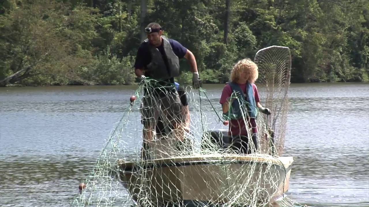 The Search for Sturgeon: A Prehistoric and Endangered Fish