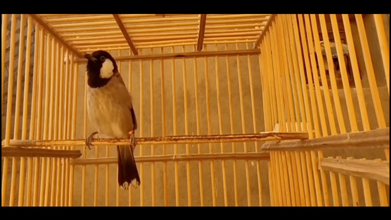 اذا ما غرد فلوسك مرجوعة👍🔥💯🫵👍