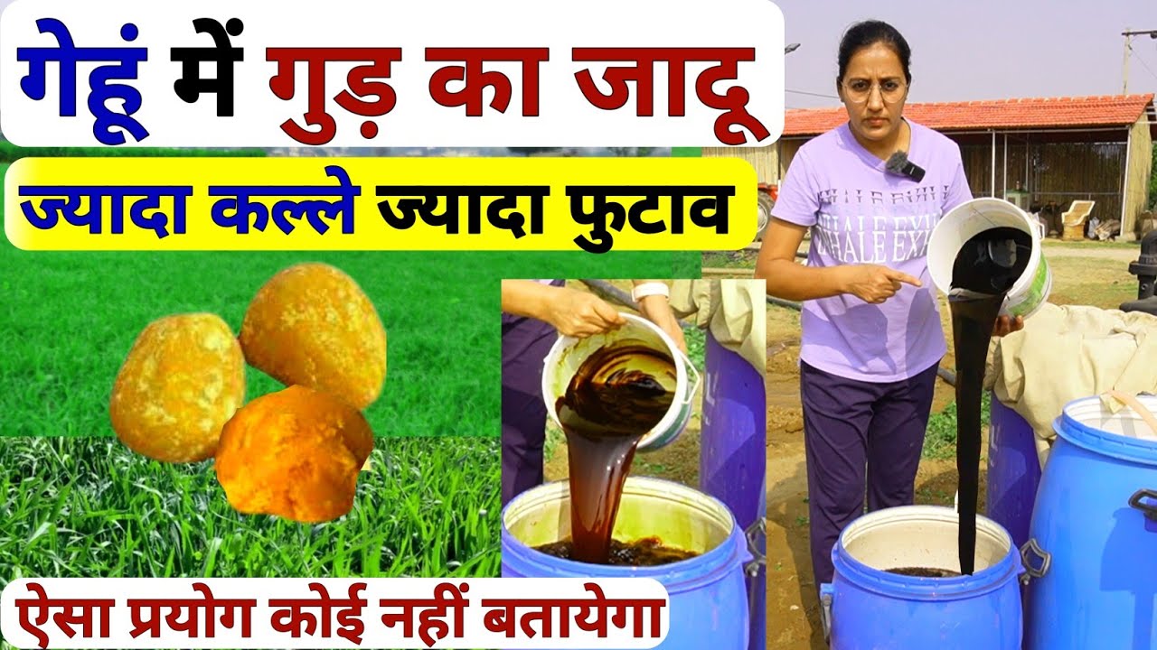 गेहूं में गुड़ का जादू | Gehu ki kheti | jaggery uses in agriculture | Gehu me gud ka prayog