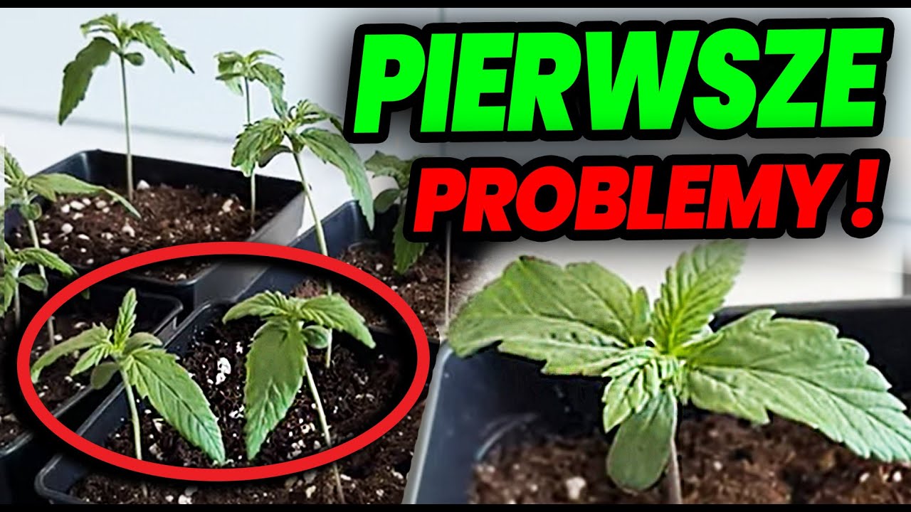 [VLOG #10] Zioło się położyło ! Pierwsze problemy! Drugi tydzień fazy wzrostu - Marihuana THC CBD