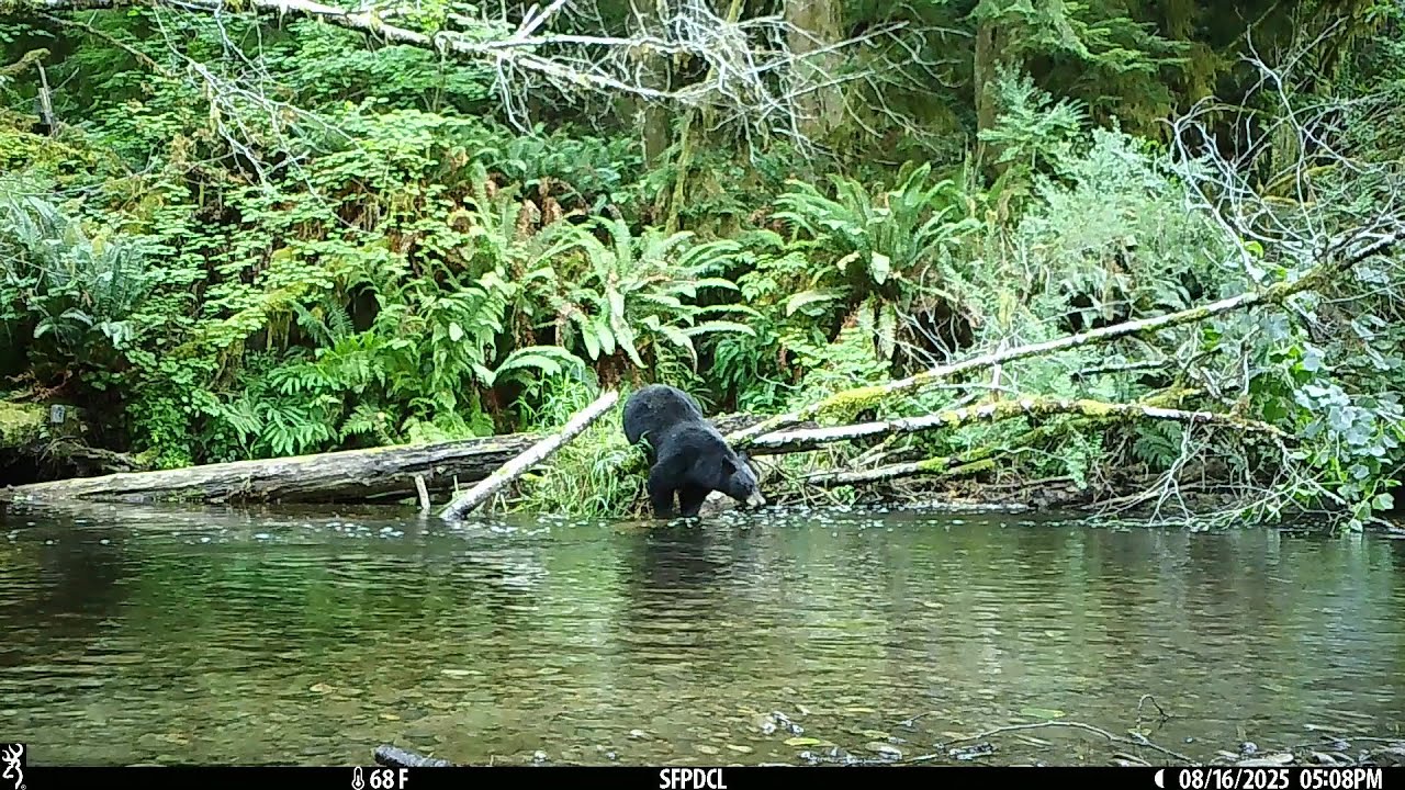 Black Bear jumping into the creek - Browning Trail Cameras