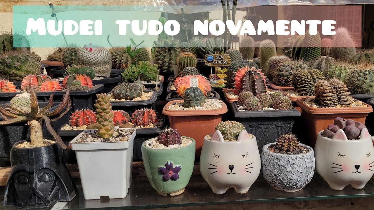 VENHA VER A NOVA ORGANIZAÇÃO DA COLEÇÃO. #plantas #jardimdecactos #cactus