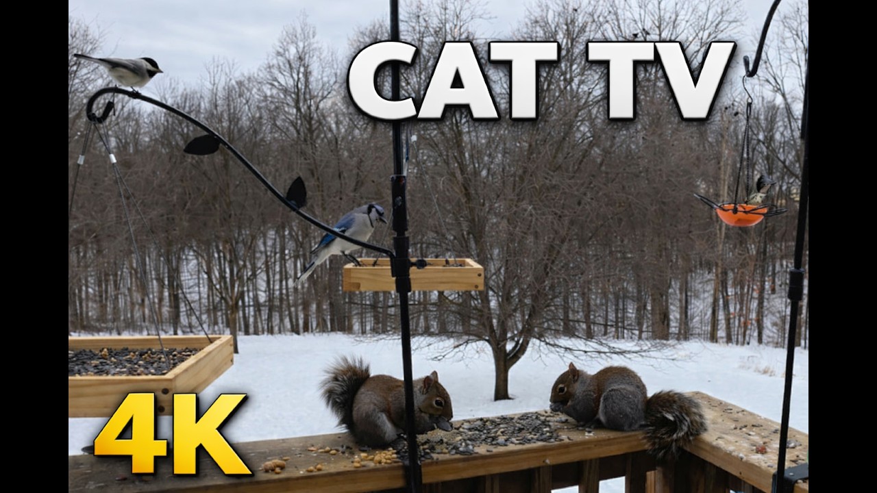 4K Video of Squirrels, Blue Jays and Other Birds in a Winter Scene