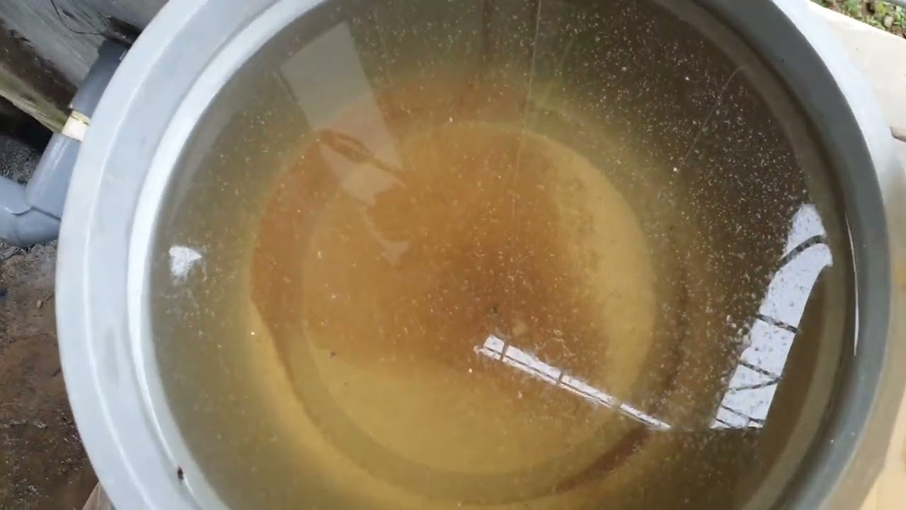 EXPERIMEN KULTUR KUTU AIR MENGGUNAKAN PELET FENGLI TANPA FERMENTASI [CODE 02]