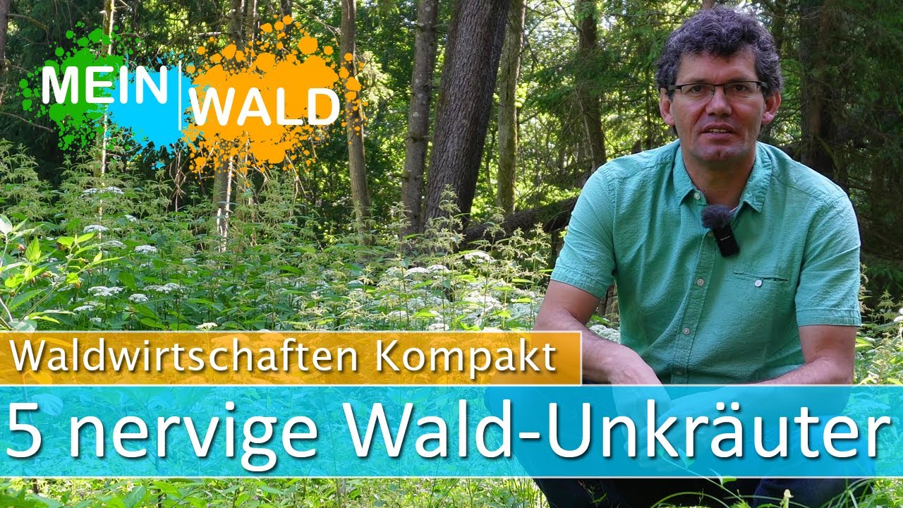 Wald 🌿🌻 Top 5 der schlimmsten Unkräuter und was du dagegen tun kannst