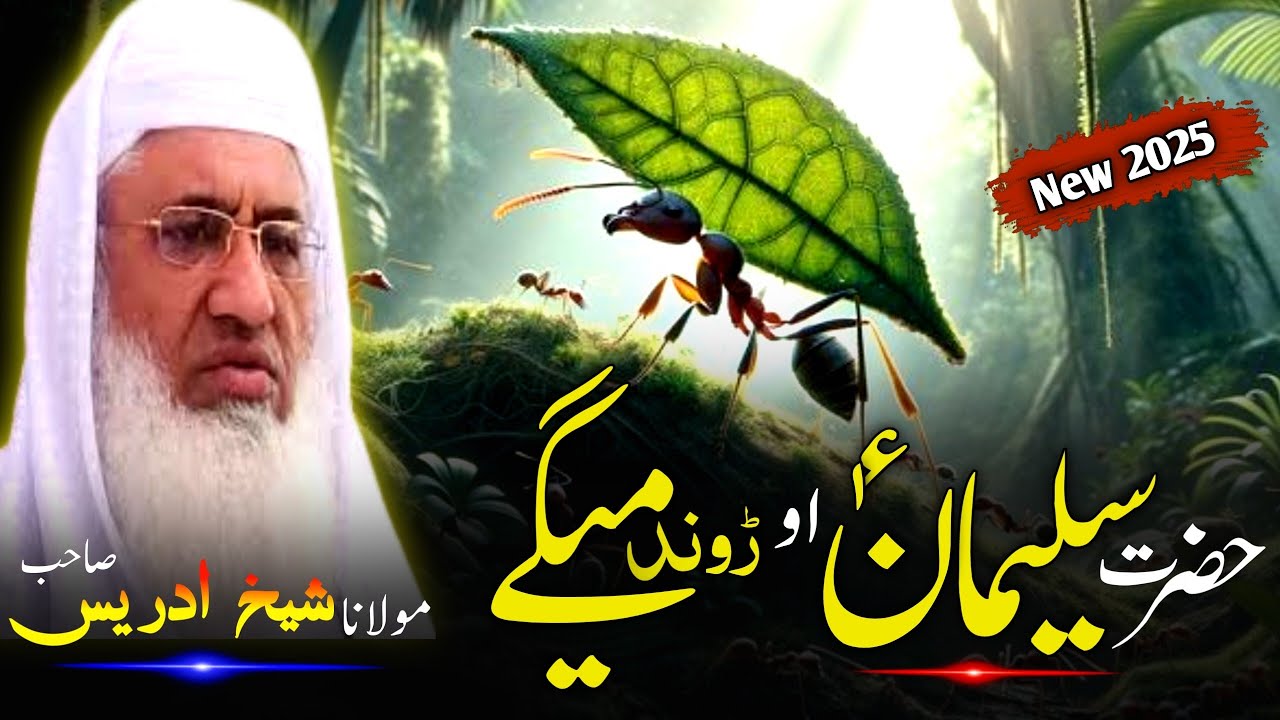 Pashto Bayan/Molana sheikh idrees Seb bayan/Hazrat Suleiman a.s waqia/ حضرت سلیمان او ڑوند میگے