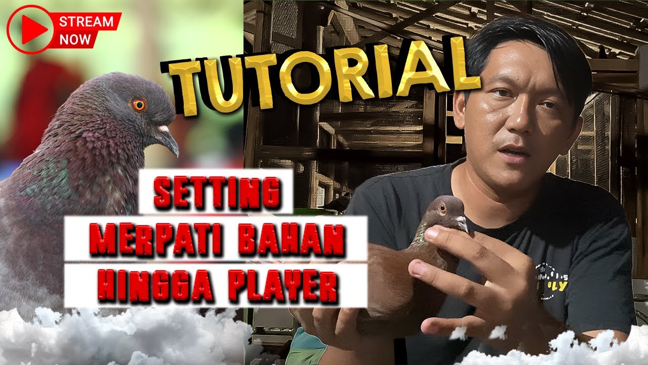 🔴LIVE SETTINGAN MERPATI BAHAN HINGGA SAMAPI JADI PLAYER!!!