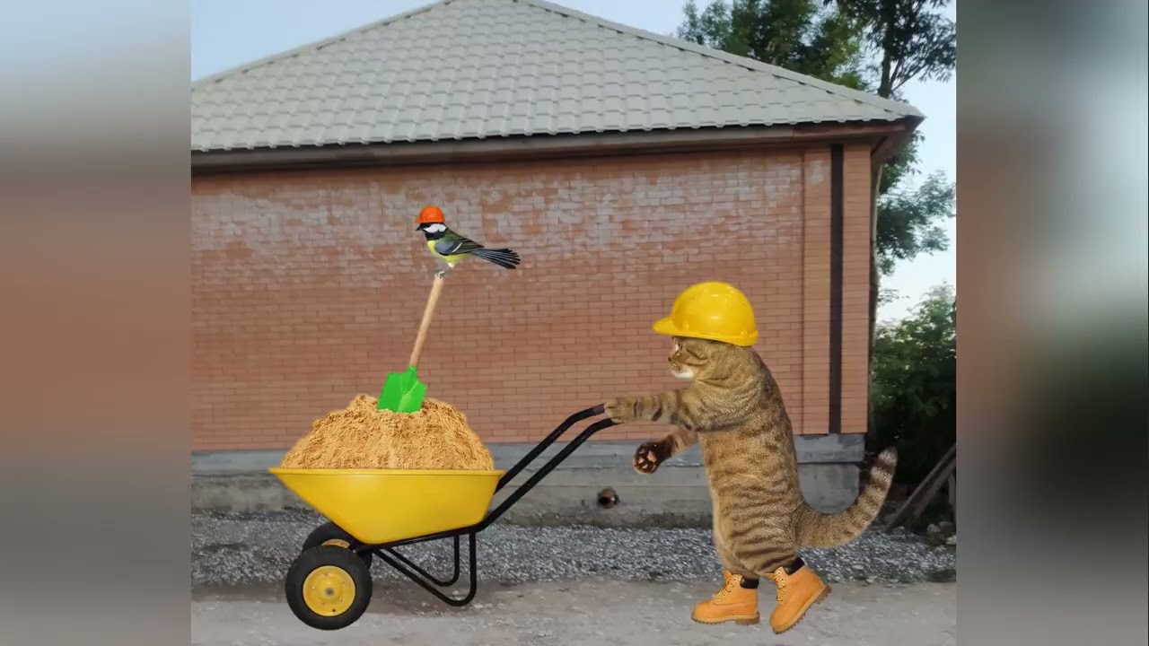 Карточный домик ➤ Кошка Чечня БлоХер