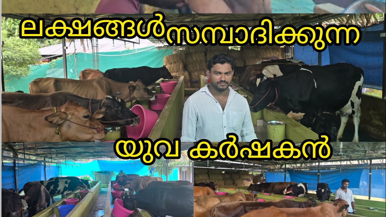 പുതിയ തലമുറ മൈന്റ് ചെയ്യാത്ത കൃഷിയുമായി ഒരു യുവാവ് ക്ഷീര ബിസിനസ്സുമായി #nature #