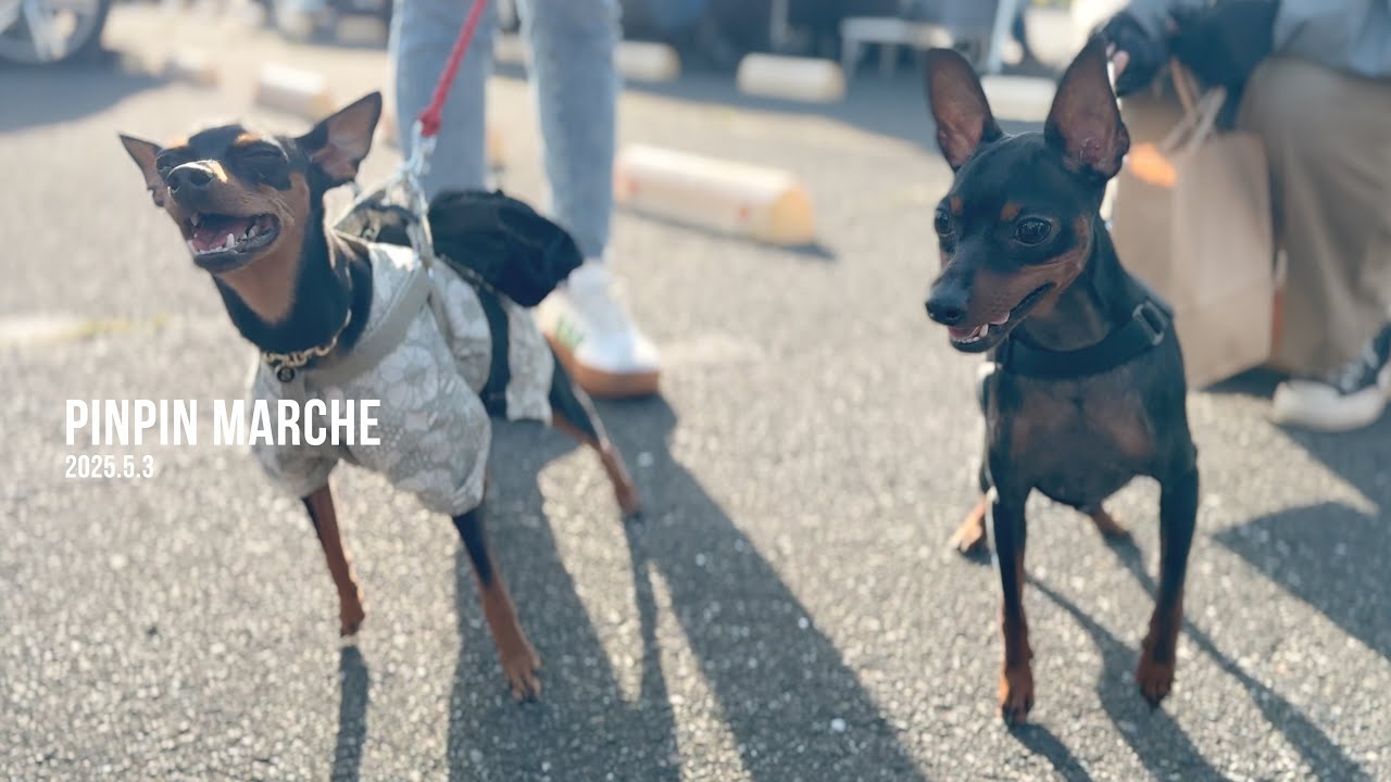 ミニピン好き必見！犬のフリマでまさかのピンフェス状態w （ピンピンマルシェ）