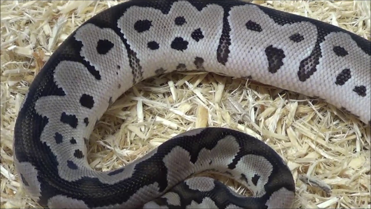1 2020 Male VPI Axanthic Clown Ball Python