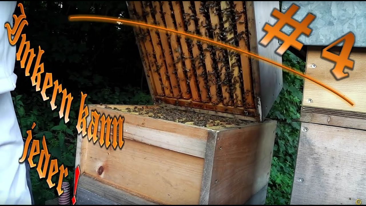 Imkern kann jeder - #4 - Bruträume tauschen zur Wabenhygiene - Zander