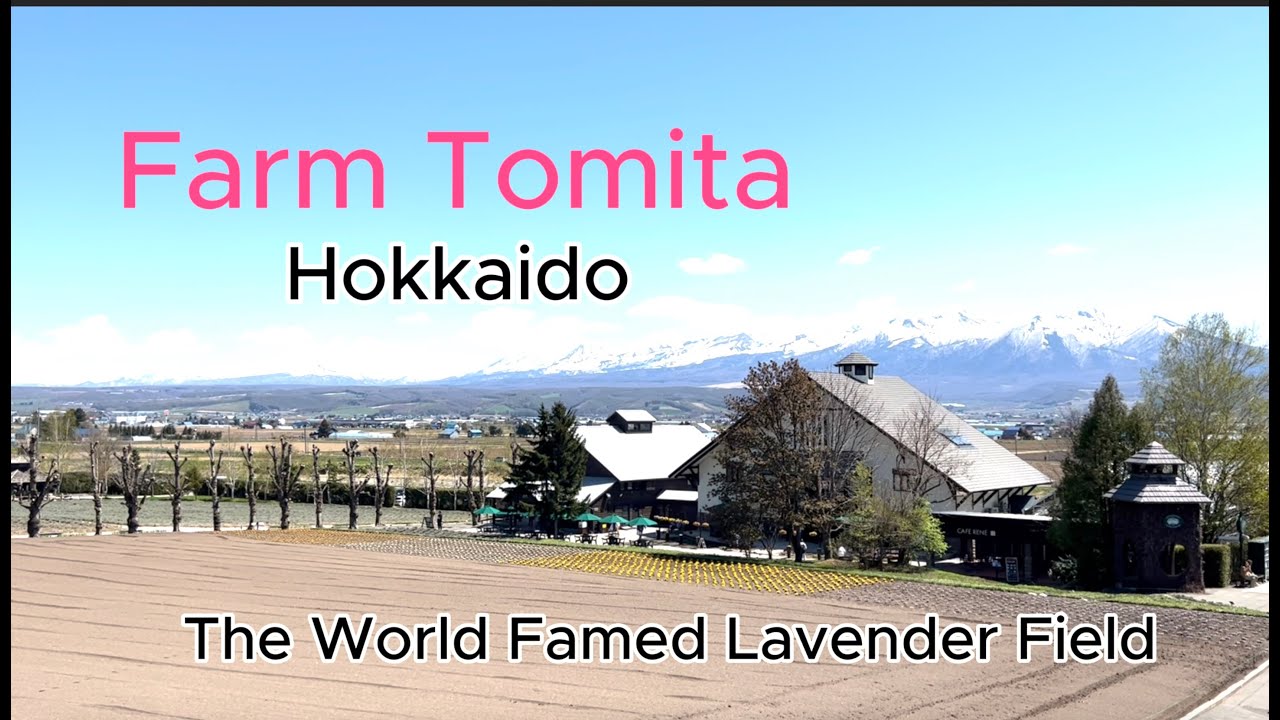 Japan's Oldest Lavender Field, Farm Tomita in Early May, Hokkaido