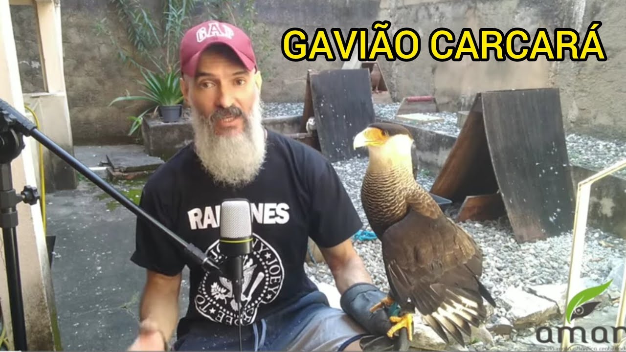 GAVIÃO CARCARÁ (Caracara plancus) - Recebimento de ave da União