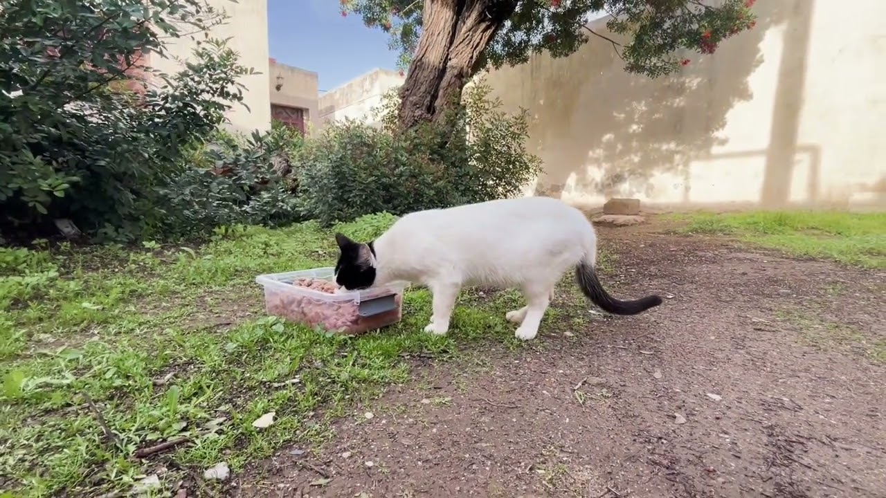 Feeding a one-eyed stray cat with a heart-shaped mark