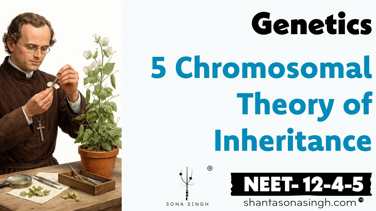 Chromosomal Theory of Inheritance | Genetics 5 | NCERT Mapped NEET Biology