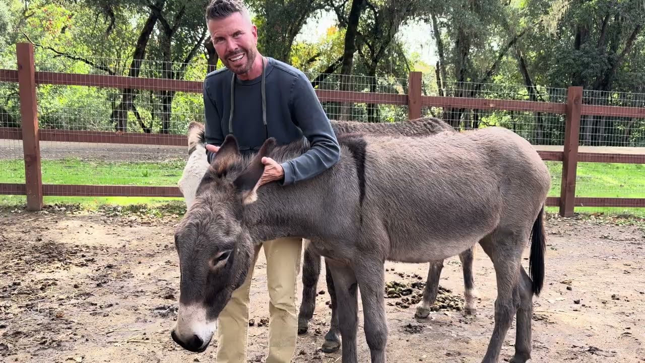 Король Ослов, 1 сезон, 2 серия. «Вокруг Рози»: продолжение.
