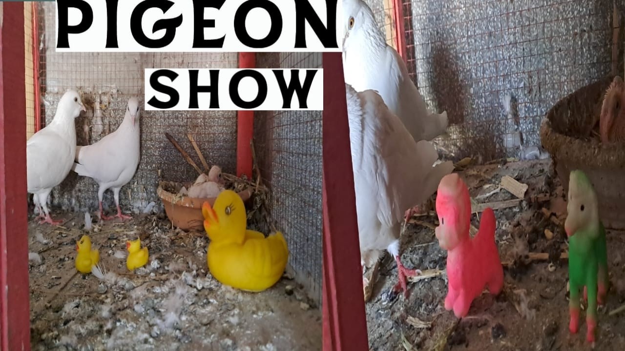 pigeon daily show by pigeonroz