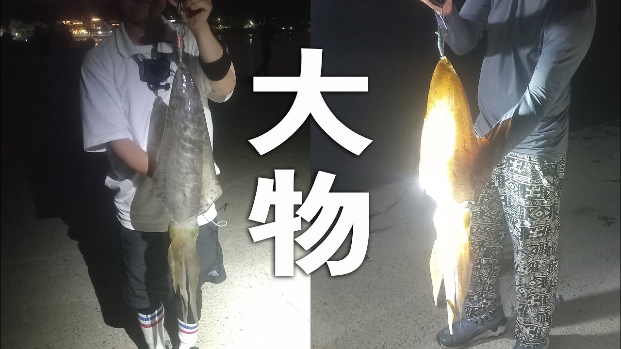 부산 기장 무늬오징어 / 냉동 전갱이 생미끼 찌낚시로  대물을 낚을 수 있어요 / 키로오버 연타