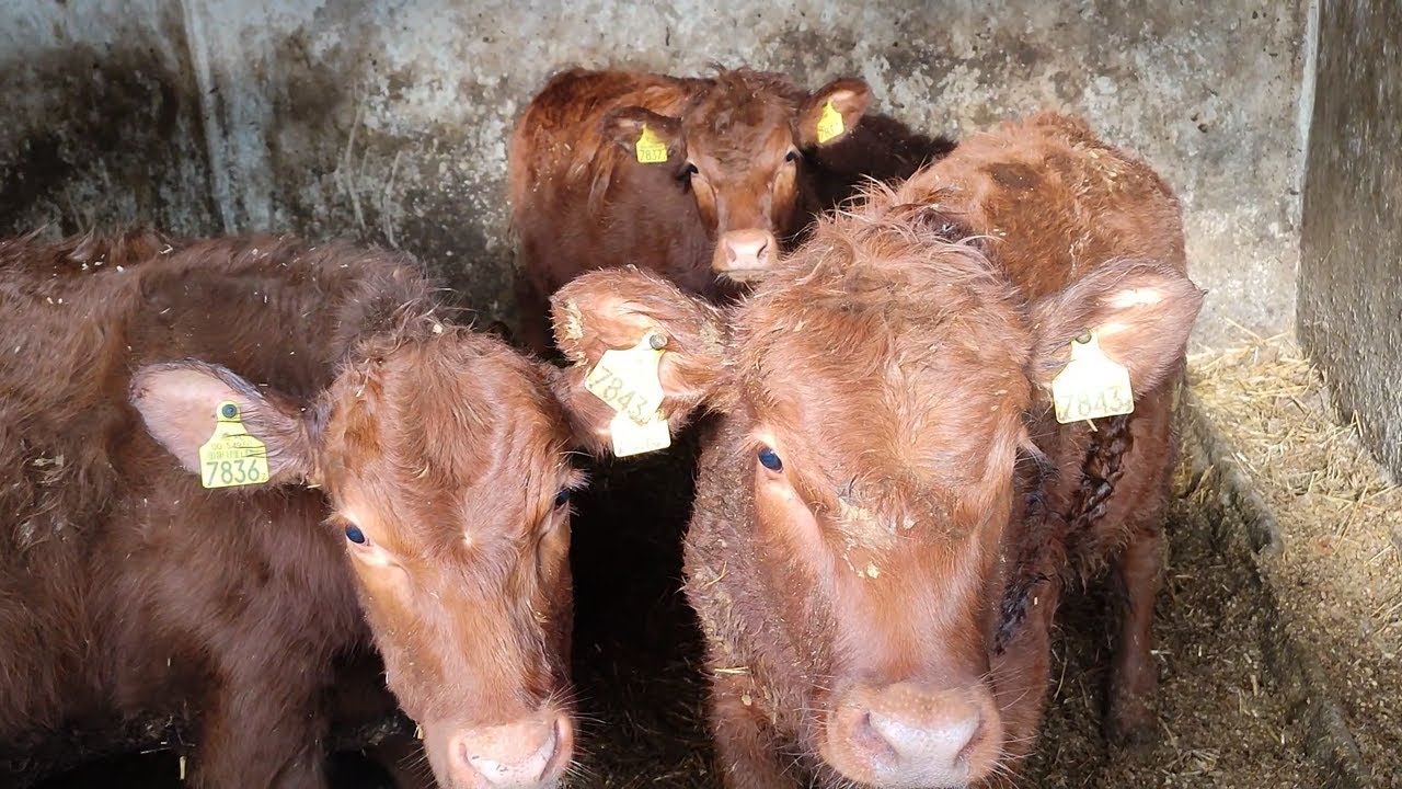 Kupiliśmy 6 sztuk jałówek Angusa czerwonego - idziemy w mamki