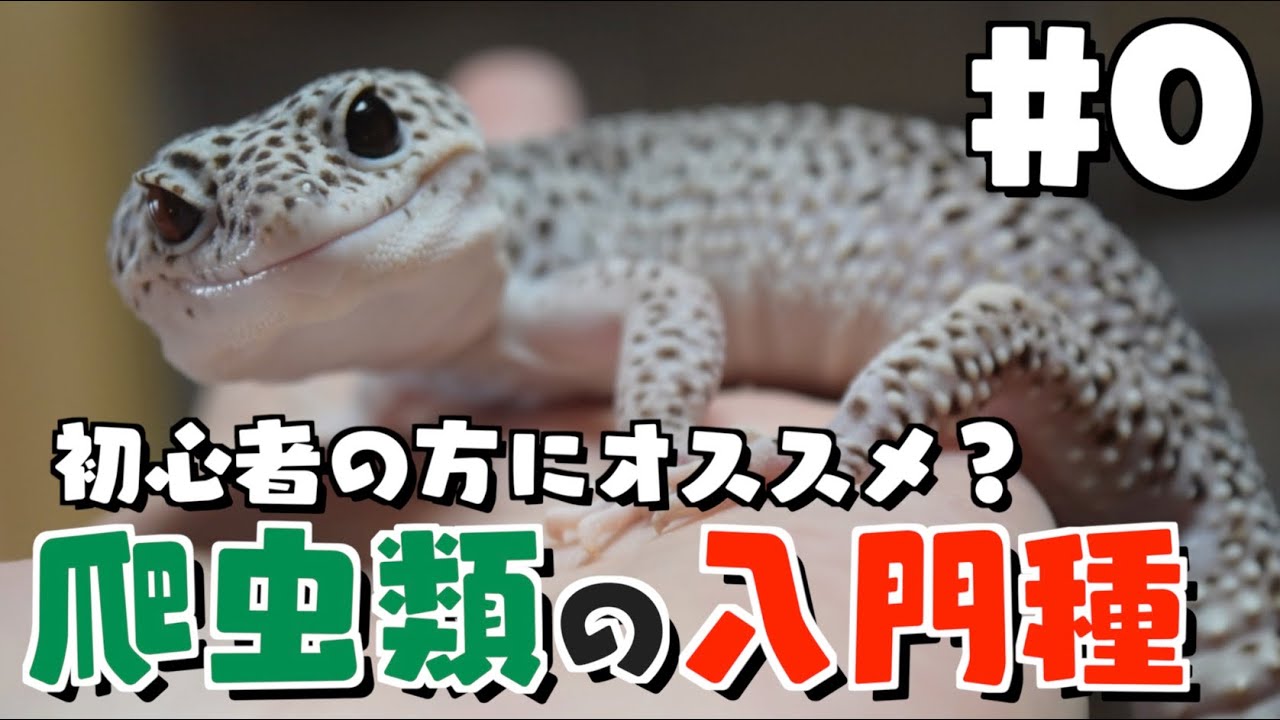レオパとニシアフの飼育環境作り #0