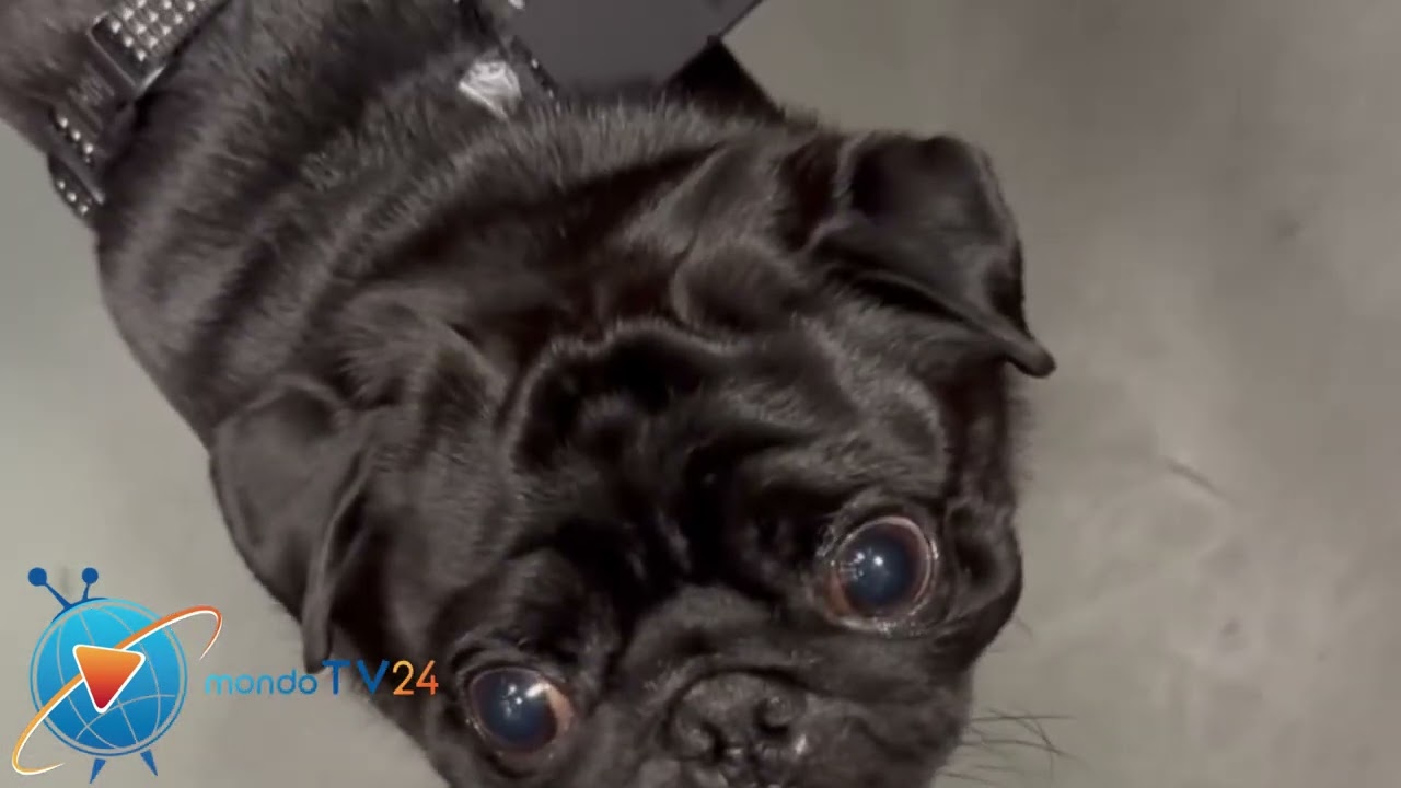 Andrea Zenga e la sorpresa alla fidanzata Adua Del Vesco