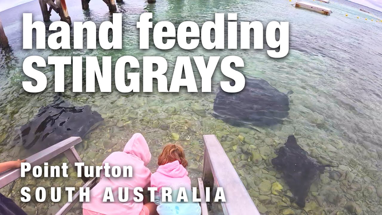 Hand Feeding Stingrays - Point Turton SA.