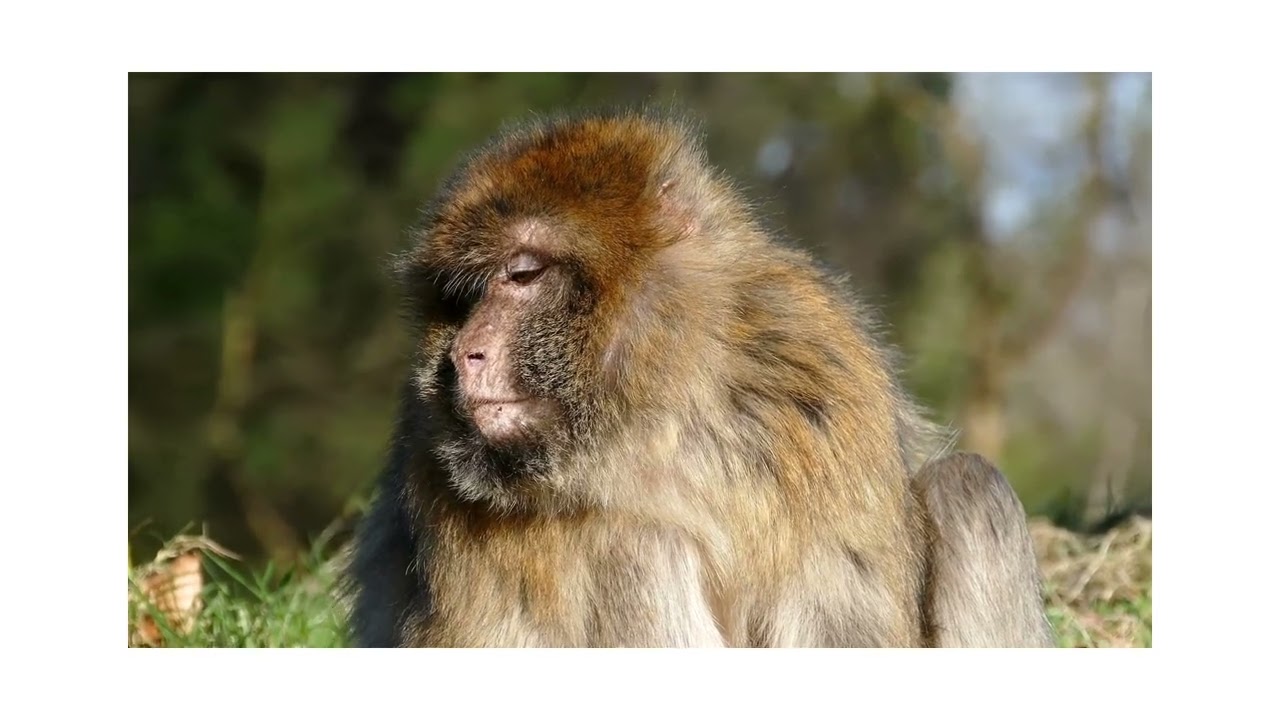 #viral #animals Animal#monkey #monkeylife  #wildlife  #naturelovers #monkeykingdom #primatebehavior