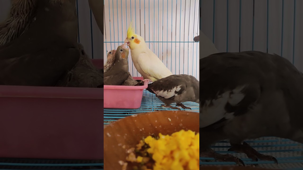 Cockatiel bird feeding to chicks Every day