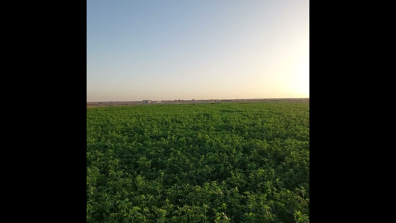 09 تسميد البرسيم الحجازي بعد الحش
