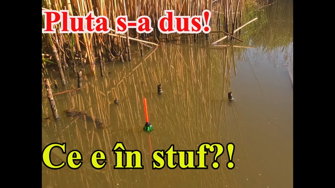 O Seară de Vară, Pluta în Stuf și Câțiva Ciortani – Pescuit Liniștit pe un Iaz Sălbatic