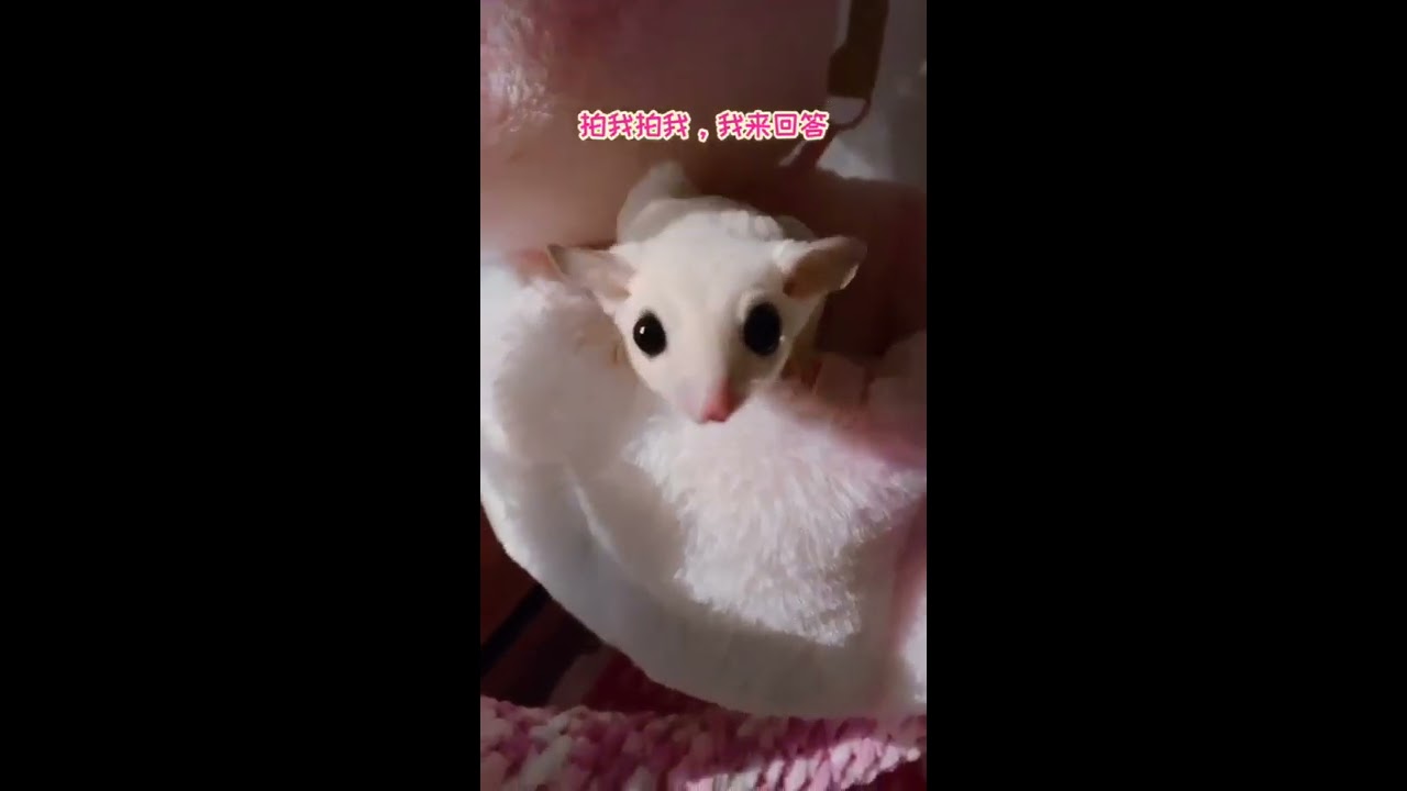 抖音，TikTok,配餐啦，