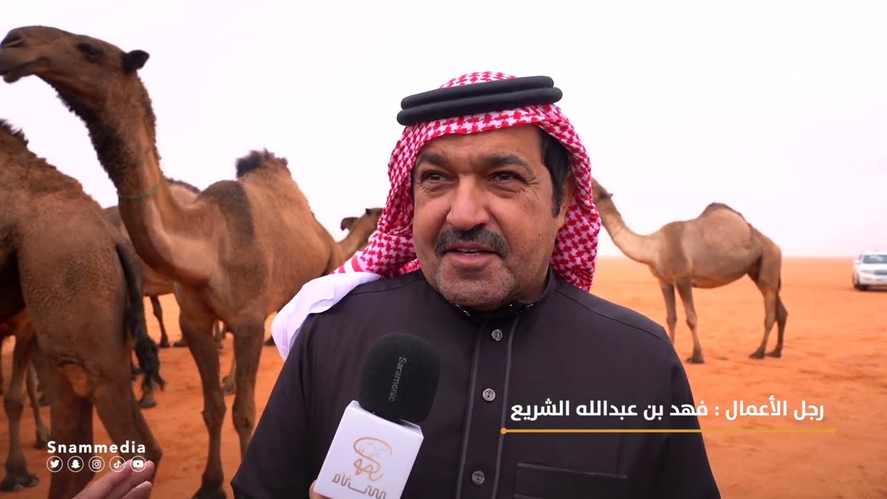 مسيرة منقية صفر الطنايا للمشارك عبدالله بن فهد الشريع بمهرجان الملك عبدالعزيز للإبل ٧