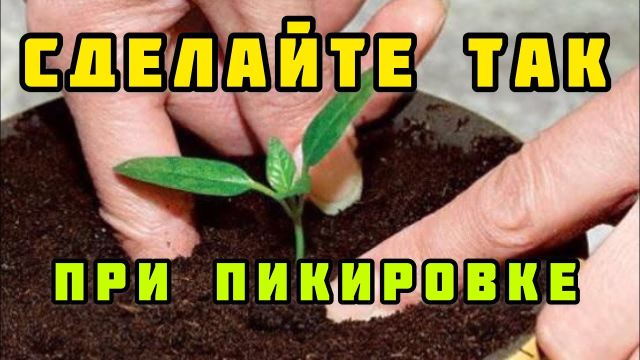 Необычная пикировка перца: секреты для крепкой рассады