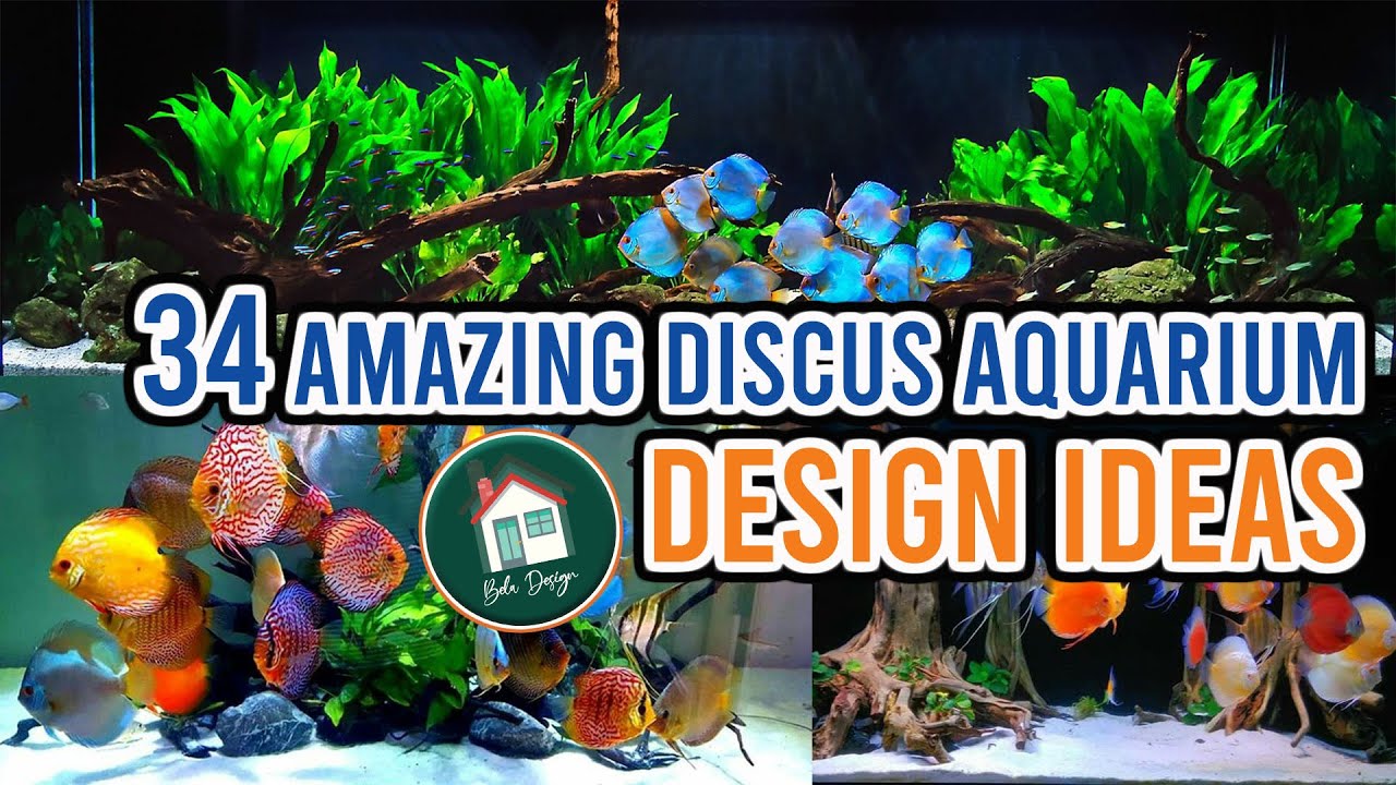 34 Best Discus Aquarium Design