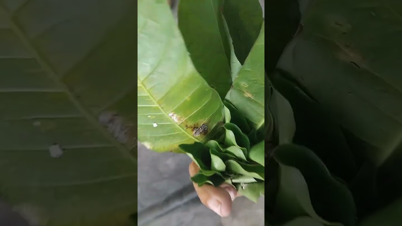Sabonete vegetal 18 🌿 ervas  