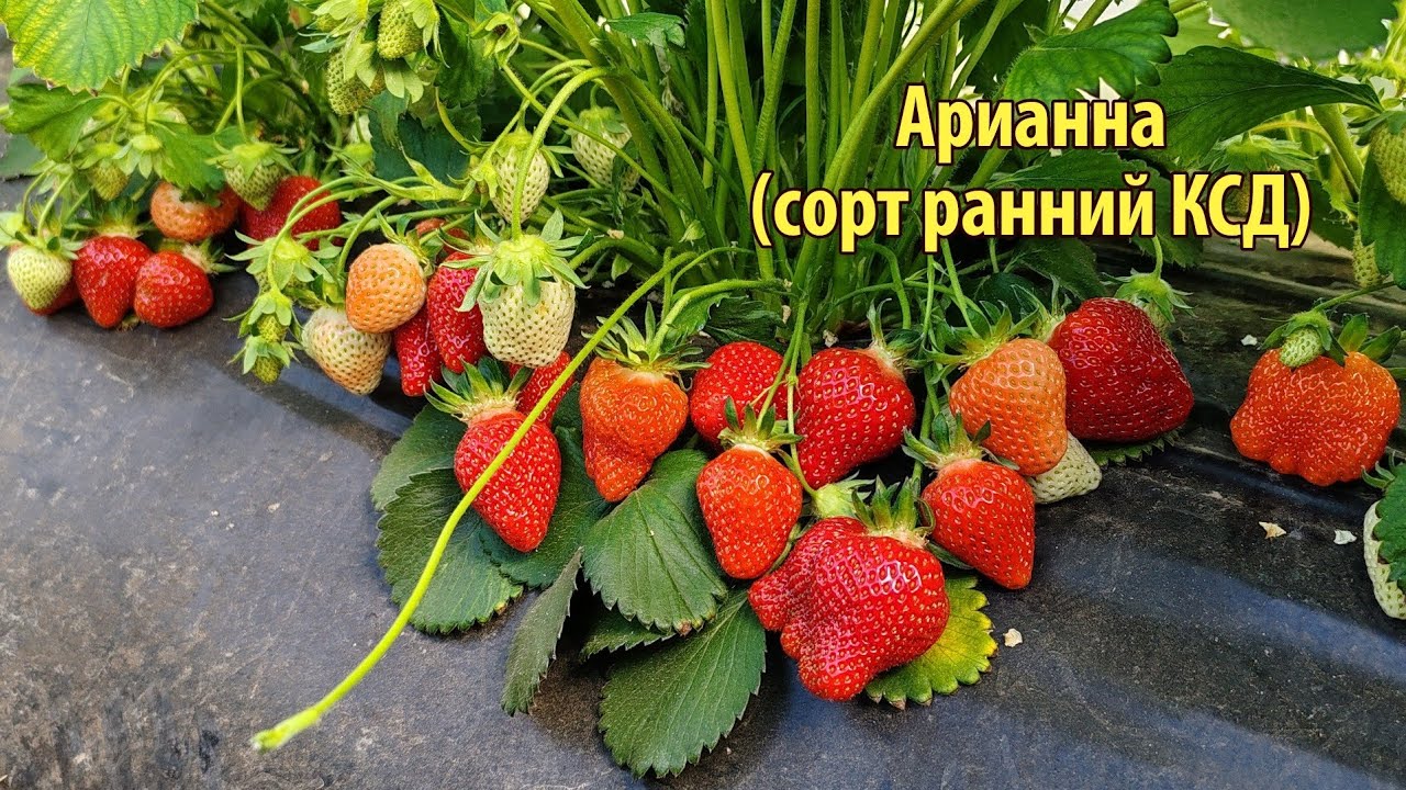 АРИАННА🍓 Ранний срок созревания🍓02.05.24. Ставрополь.