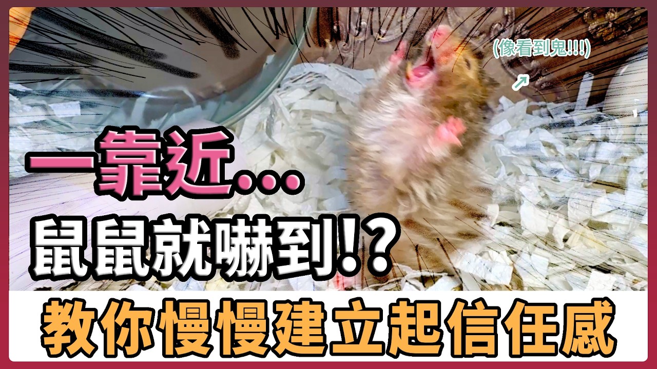 【不踩雷養鼠攻略】剛帶回家的倉鼠死亡率最高？帶倉鼠回家後該怎麼照顧？一靠近就逃走甚至攻擊!？鼠鼠到新家必須知道的重點｜不踩雷不心碎!! 教你跟鼠鼠建立信任｜愛鼠協會