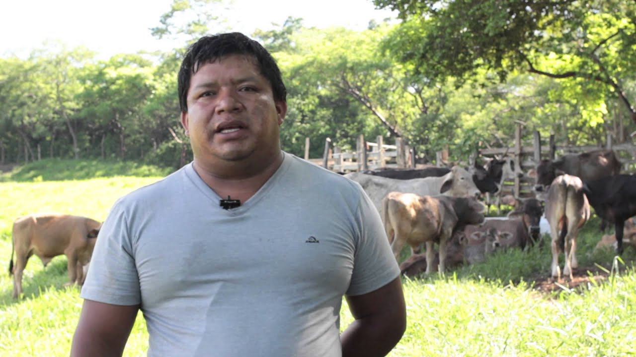 (HD) Proyectos silvopastoriles en Los Tuxtlas, Veracruz. Testimonios. ENDESU