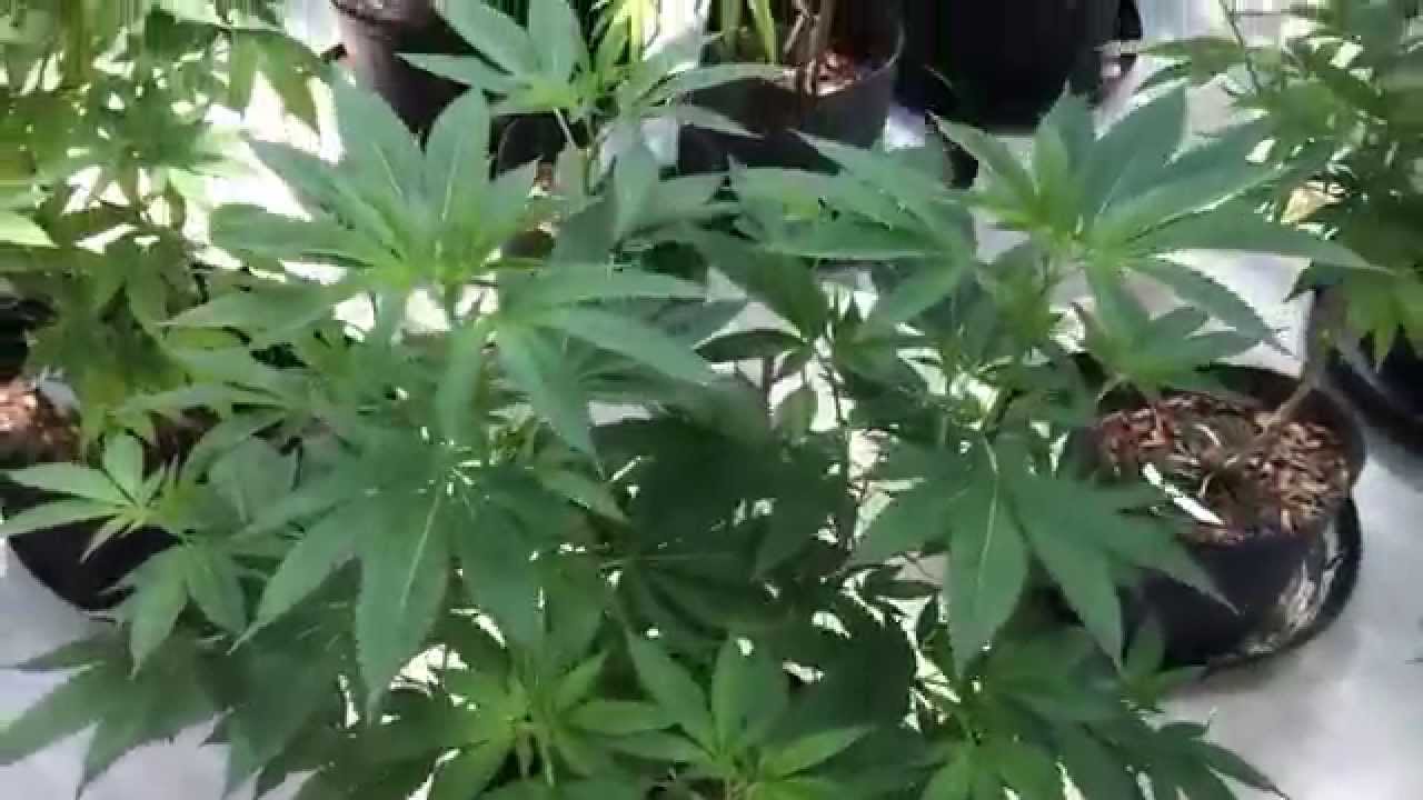Best Concentrates of Arizona : Soil to Oil (greenhouse mmj grow)