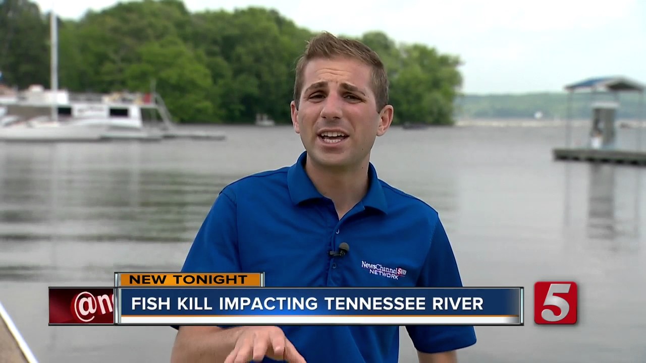 Fish Kill On Tennessee River Could Be Beneficial