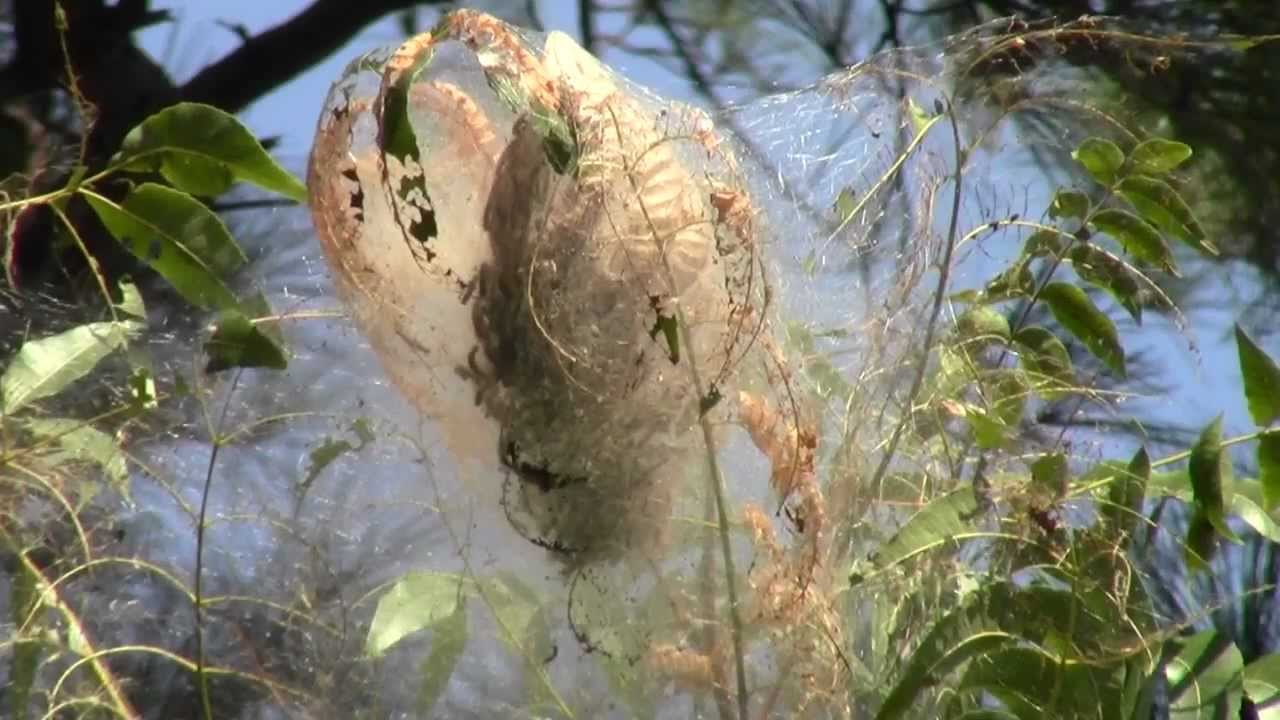 CATERPILLAR NEST REMOVAL IN PECAN TREE 9-14-12