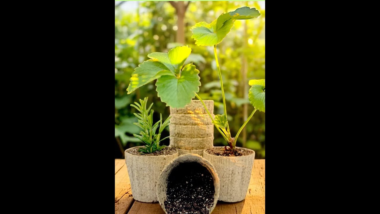1/6/2026  Emily  Power - Kelp pots from Ocean Made