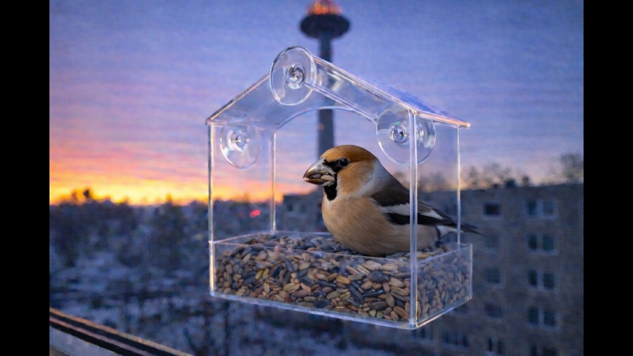 Vilnius Birds в прямом эфире!
